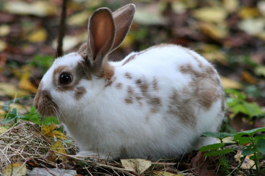 Mini Rex Melaka
